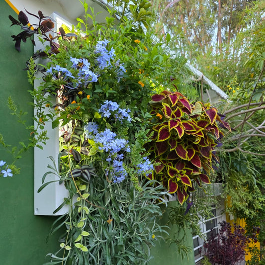 Nature Nest