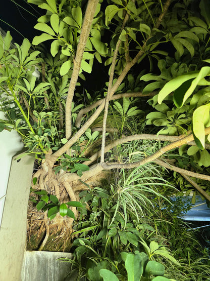 Nature Nest